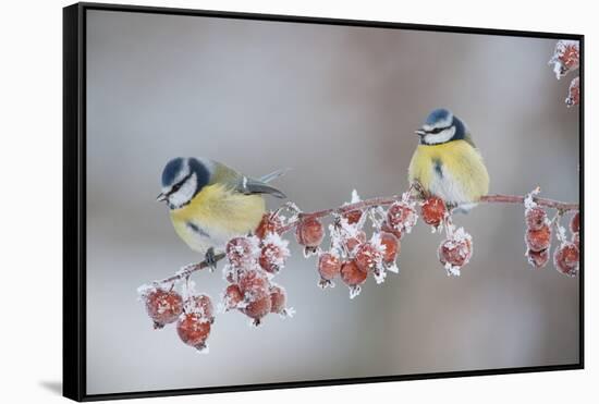 Blue Tits (Parus Caeruleus) in Winter, on Twig with Frozen Crab Apples, Scotland, UK, December-Mark Hamblin-Framed Stretched Canvas