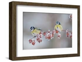 Blue Tits (Parus Caeruleus) in Winter, on Twig with Frozen Crab Apples, Scotland, UK, December-Mark Hamblin-Framed Premium Photographic Print