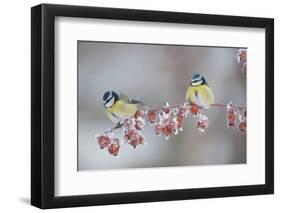 Blue Tits (Parus Caeruleus) in Winter, on Twig with Frozen Crab Apples, Scotland, UK, December-Mark Hamblin-Framed Premium Photographic Print