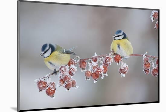 Blue Tits (Parus Caeruleus) in Winter, on Twig with Frozen Crab Apples, Scotland, UK, December-Mark Hamblin-Mounted Photographic Print