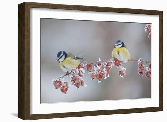 Blue Tits (Parus Caeruleus) in Winter, on Twig with Frozen Crab Apples, Scotland, UK, December-Mark Hamblin-Framed Photographic Print