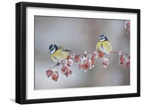 Blue Tits (Parus Caeruleus) in Winter, on Twig with Frozen Crab Apples, Scotland, UK, December-Mark Hamblin-Framed Photographic Print