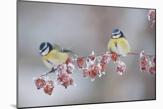 Blue Tits (Parus Caeruleus) in Winter, on Twig with Frozen Crab Apples, Scotland, UK, December-Mark Hamblin-Mounted Photographic Print