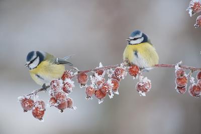 https://imgc.allpostersimages.com/img/posters/blue-tits-parus-caeruleus-in-winter-on-twig-with-frozen-crab-apples-scotland-uk-december_u-L-Q10O8C60.jpg?artPerspective=n