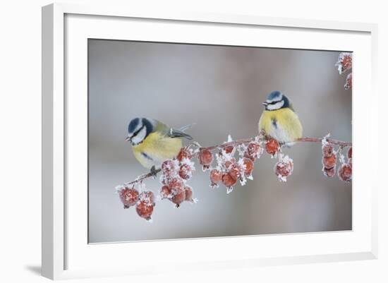 Blue Tits (Parus Caeruleus) in Winter, on Twig with Frozen Crab Apples, Scotland, UK, December-Mark Hamblin-Framed Photographic Print