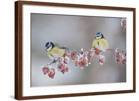 Blue Tits (Parus Caeruleus) in Winter, on Twig with Frozen Crab Apples, Scotland, UK, December-Mark Hamblin-Framed Photographic Print