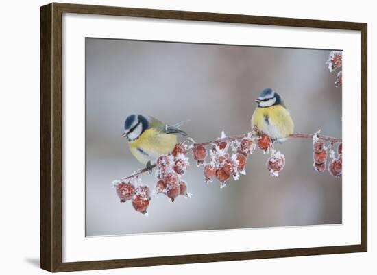 Blue Tits (Parus Caeruleus) in Winter, on Twig with Frozen Crab Apples, Scotland, UK, December-Mark Hamblin-Framed Photographic Print