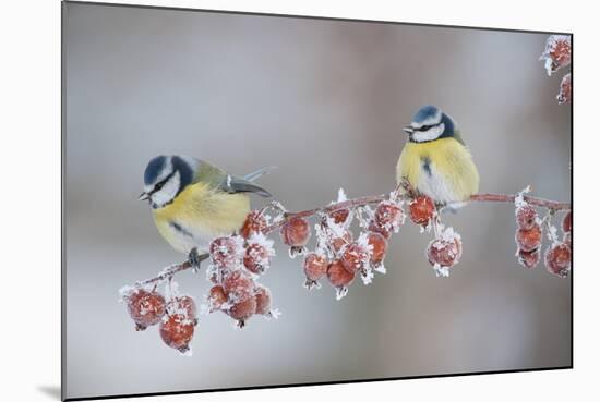 Blue Tits (Parus Caeruleus) in Winter, on Twig with Frozen Crab Apples, Scotland, UK, December-Mark Hamblin-Mounted Photographic Print