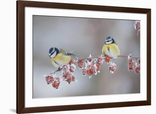 Blue Tits (Parus Caeruleus) in Winter, on Twig with Frozen Crab Apples, Scotland, UK, December-Mark Hamblin-Framed Photographic Print