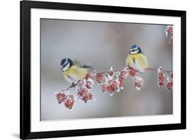 Blue Tits (Parus Caeruleus) in Winter, on Twig with Frozen Crab Apples, Scotland, UK, December-Mark Hamblin-Framed Photographic Print