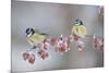 Blue Tits (Parus Caeruleus) in Winter, on Twig with Frozen Crab Apples, Scotland, UK, December-Mark Hamblin-Mounted Photographic Print