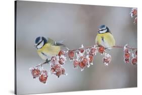 Blue Tits (Parus Caeruleus) in Winter, on Twig with Frozen Crab Apples, Scotland, UK, December-Mark Hamblin-Stretched Canvas