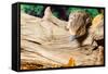 Blue-tongued skink in forest-null-Framed Stretched Canvas