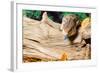 Blue-tongued skink in forest-null-Framed Photographic Print