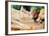 Blue-tongued skink in forest-null-Framed Photographic Print