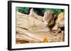 Blue-tongued skink in forest-null-Framed Photographic Print