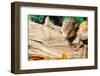 Blue-tongued skink in forest-null-Framed Photographic Print