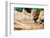 Blue-tongued skink in forest-null-Framed Photographic Print