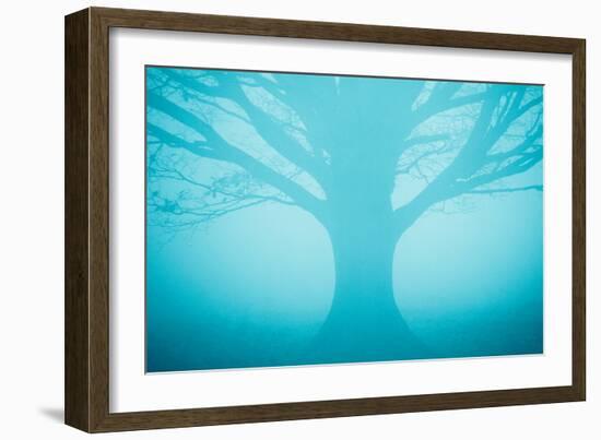 Blue Tree in Fog-Andy Bell-Framed Photographic Print