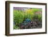 Blue Tricycle in Flower Garden with False Sunflower-Richard and Susan Day-Framed Photographic Print