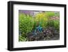 Blue Tricycle in Flower Garden with False Sunflower-Richard and Susan Day-Framed Photographic Print