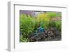 Blue Tricycle in Flower Garden with False Sunflower-Richard and Susan Day-Framed Photographic Print