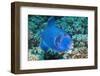 Blue Triggerfish (Pseudobalistes Fuscus). Egypt, Red Sea. Indo-Pacific-Georgette Douwma-Framed Photographic Print