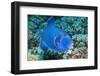 Blue Triggerfish (Pseudobalistes Fuscus). Egypt, Red Sea. Indo-Pacific-Georgette Douwma-Framed Photographic Print