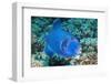 Blue Triggerfish (Pseudobalistes Fuscus). Egypt, Red Sea. Indo-Pacific-Georgette Douwma-Framed Photographic Print