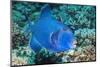Blue Triggerfish (Pseudobalistes Fuscus). Egypt, Red Sea. Indo-Pacific-Georgette Douwma-Mounted Photographic Print