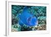 Blue Triggerfish (Pseudobalistes Fuscus). Egypt, Red Sea. Indo-Pacific-Georgette Douwma-Framed Photographic Print