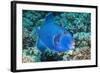 Blue Triggerfish (Pseudobalistes Fuscus). Egypt, Red Sea. Indo-Pacific-Georgette Douwma-Framed Photographic Print