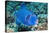 Blue Triggerfish (Pseudobalistes Fuscus). Egypt, Red Sea. Indo-Pacific-Georgette Douwma-Stretched Canvas