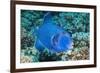 Blue Triggerfish (Pseudobalistes Fuscus). Egypt, Red Sea. Indo-Pacific-Georgette Douwma-Framed Photographic Print