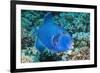 Blue Triggerfish (Pseudobalistes Fuscus). Egypt, Red Sea. Indo-Pacific-Georgette Douwma-Framed Photographic Print