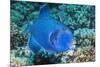Blue Triggerfish (Pseudobalistes Fuscus). Egypt, Red Sea. Indo-Pacific-Georgette Douwma-Mounted Photographic Print