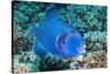 Blue Triggerfish (Pseudobalistes Fuscus). Egypt, Red Sea. Indo-Pacific-Georgette Douwma-Stretched Canvas