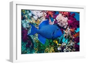 Blue triggerfish (Pseudobalistes fuscus) Egypt, Red Sea-Georgette Douwma-Framed Photographic Print