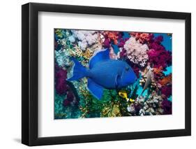 Blue triggerfish (Pseudobalistes fuscus) Egypt, Red Sea-Georgette Douwma-Framed Photographic Print