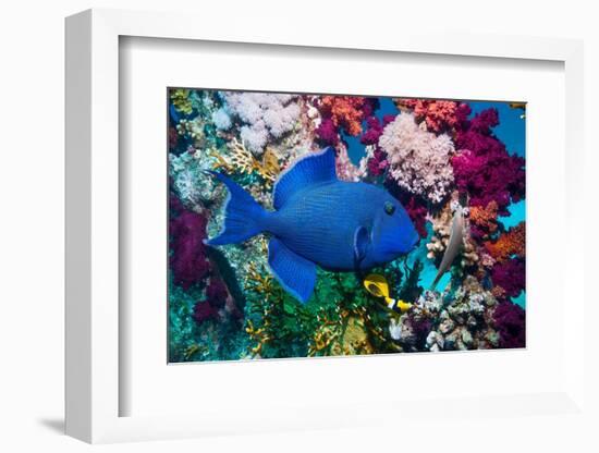 Blue triggerfish (Pseudobalistes fuscus) Egypt, Red Sea-Georgette Douwma-Framed Photographic Print