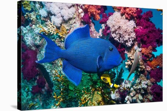 Blue triggerfish (Pseudobalistes fuscus) Egypt, Red Sea-Georgette Douwma-Stretched Canvas