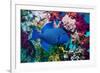 Blue triggerfish (Pseudobalistes fuscus) Egypt, Red Sea-Georgette Douwma-Framed Photographic Print