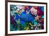 Blue triggerfish (Pseudobalistes fuscus) Egypt, Red Sea-Georgette Douwma-Framed Photographic Print