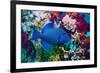 Blue triggerfish (Pseudobalistes fuscus) Egypt, Red Sea-Georgette Douwma-Framed Photographic Print