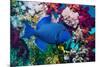 Blue triggerfish (Pseudobalistes fuscus) Egypt, Red Sea-Georgette Douwma-Mounted Photographic Print