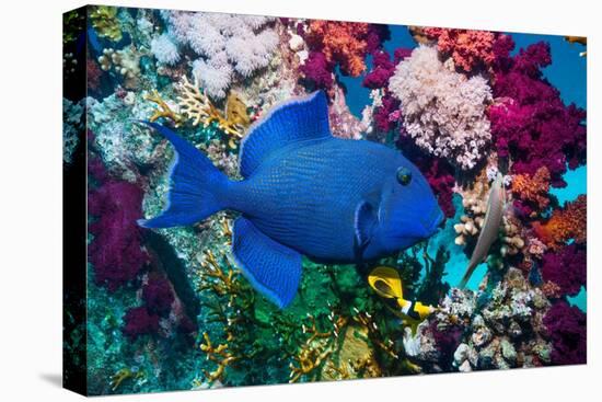 Blue triggerfish (Pseudobalistes fuscus) Egypt, Red Sea-Georgette Douwma-Stretched Canvas