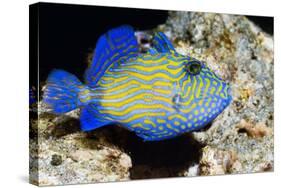 Blue Triggerfish-Georgette Douwma-Stretched Canvas