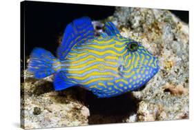 Blue Triggerfish-Georgette Douwma-Stretched Canvas