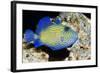 Blue Triggerfish-Georgette Douwma-Framed Premium Photographic Print