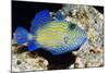 Blue Triggerfish-Georgette Douwma-Mounted Premium Photographic Print